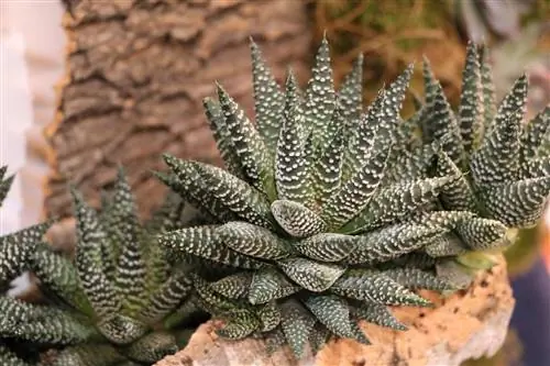 Haworthia - ประเภท การดูแล และ overwintering