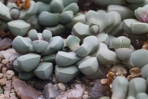 Mga buhay na bato, lithops - mga uri at pangangalaga