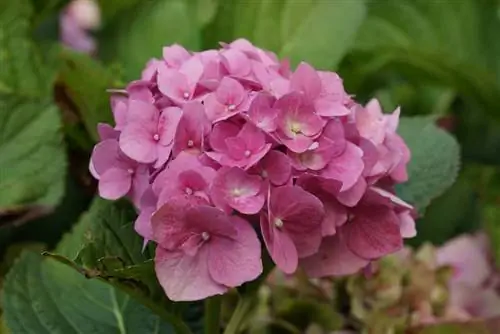 hydrangea