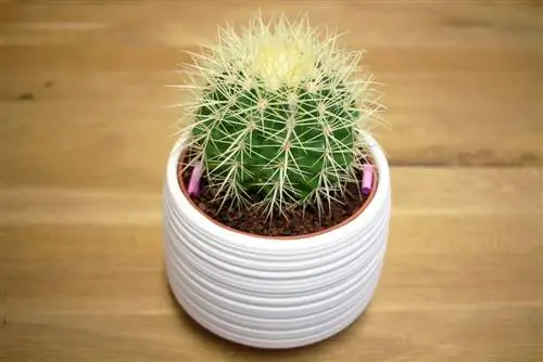 cactus