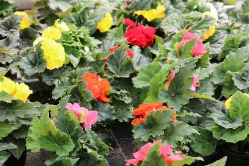 ቲዩበርስ begonia - Begonia tuberhybrida