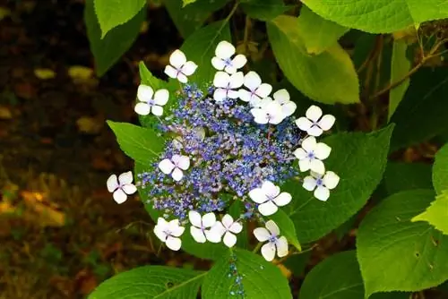 Hortensia - Hortensia