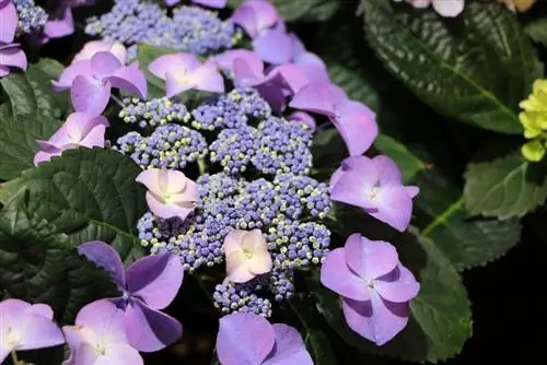 Hortensia - versorging en sny