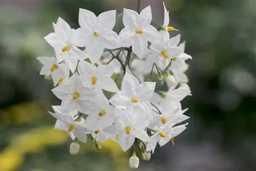 Come tagliare correttamente la pianta del gelsomino - Jasminum officinale