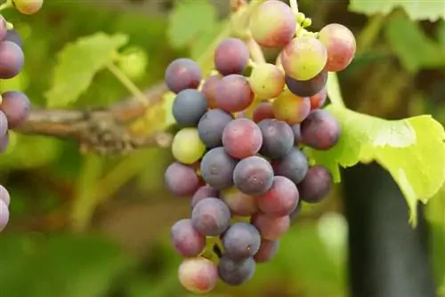 Vin - Vitis