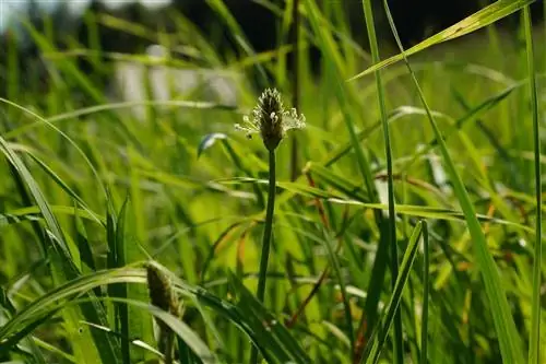 Tipiese soorte gras in wei en grasperke