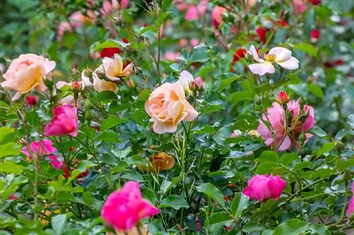 Roses - species & varieties