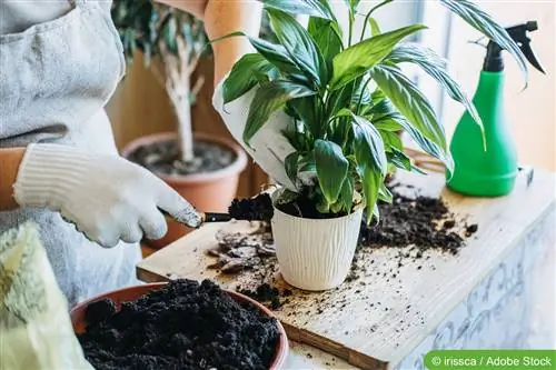 Dicas de cuidados para plantas de casa – as melhores dicas