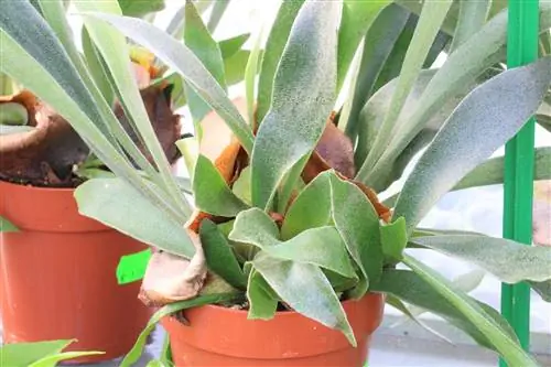 Staghorn ormbunke, Platycerium - placering och skötseltips