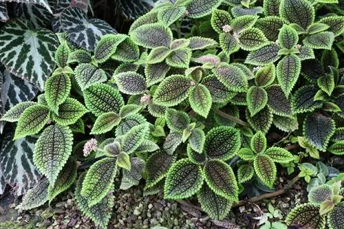 მსროლელი ყვავილი - Pilea mollis