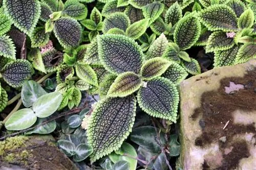 Flor artilheira - Pilea mollis