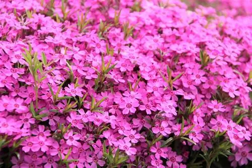 Plantas perennes acolchadas: tipos, plantas y consejos de cuidado