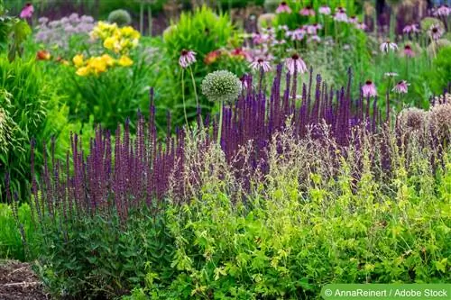 Bloeiende vaste planten - eenjarige en winterharde variëteiten voor zon & schaduw