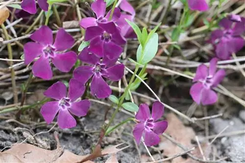 หอยขมเล็ก Vinca minor - โปรไฟล์ ดูแล & ตัด