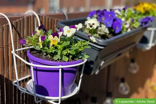 Consigli per piantare fioriere da giardino e balcone