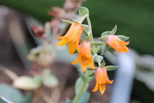 Echeveria - Echeveria derenbergii