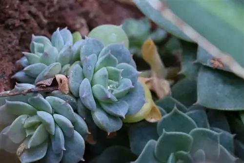 Echeverias, Echeveria - cura e svernamento