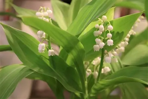 Populære skyggestauder - hårdføre og blomstrende arter