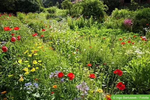 Skep 'n natuurlike tuin - plante vir natuurlike tuine