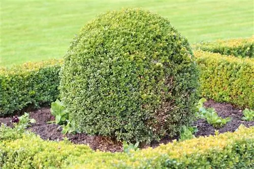 Topiary medžiai sode - priežiūra, pjovimas, genėjimas