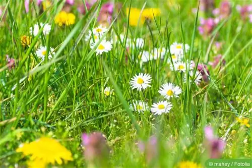 Creating a flower meadow - flower varieties and care tips