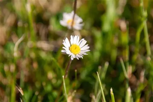 Bellis Perennis - profiili, kasvit ja hoito