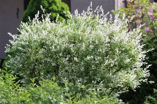 Solitary trees in the garden - summer and evergreen species