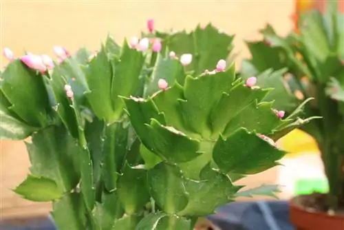 Schlumbergera - Christmas cactus