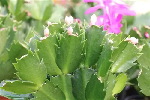 Julekaktus, Schlumbergera truncata - Omsorg