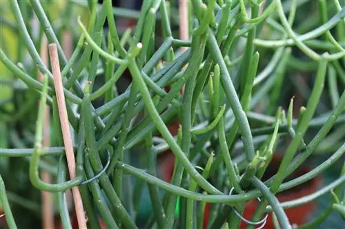 Potloodstruik, Euphorbia tirucalli - Verzorging & Vermeerderen