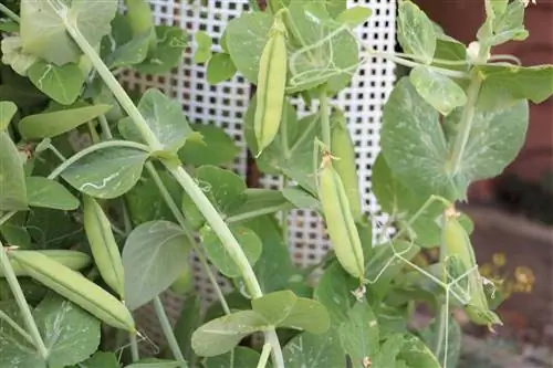 Pèsols, cultiu de pèsols de jardí - sembra i cura