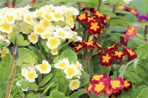 Primroser, Primula - Planting, Stell, Formering & Overvintring