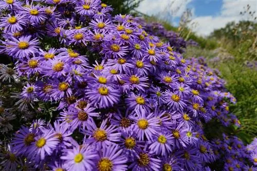 Alpine aster