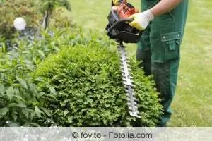 Buxus sempervirens arborescens - کاشت، مراقبت & برش