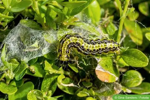 Kenkėjai ant buksmedžio – kovokite su vikšrais