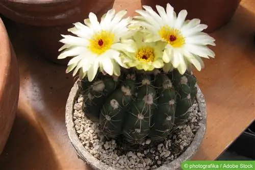 Gymnocalycium cacti - species/varieties at pangangalaga