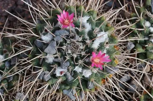 Mammillaria - mga uri/uri ng cacti at mga tip sa pangangalaga