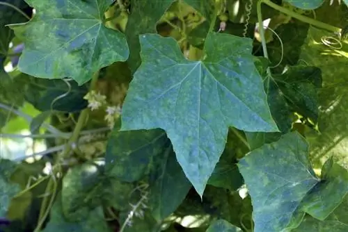 Pepino espinhoso - Echinocystis