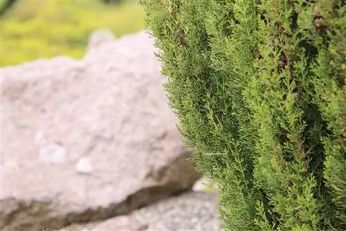 Tõeline küpress – Cupressus sempervirens – Vahemere küpress