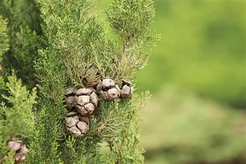 Cây bách - chăm sóc và cắt tỉa