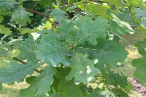 Անգլերեն կաղնու - Quercus robour