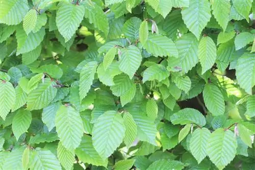 Créer une haie d'intimité - les meilleures plantes de haie