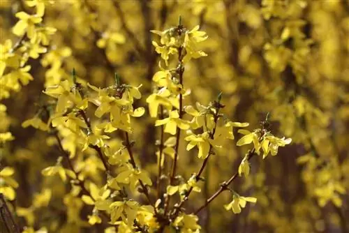 Arbustes à croissance rapide pour le jardin