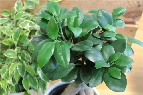 Ficus jenşen