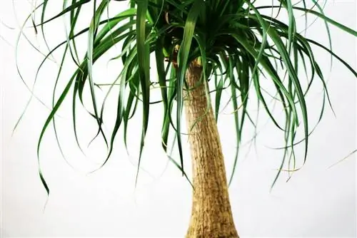 Which plants and palm trees are suitable for bedrooms?