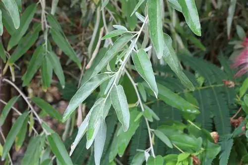 Vrba olivová, Elaeagnus angustifolia - péče a řezání