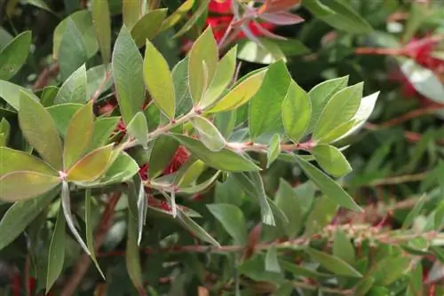 Callistemon Callistemon