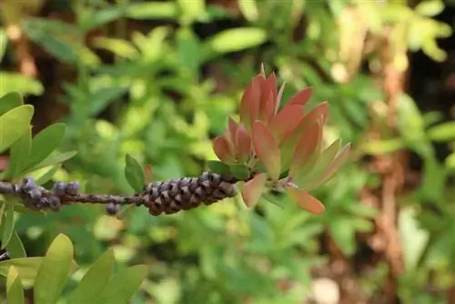 Kalistemon Kalistemon