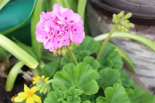 Penanaman geranium - benih, menyemai dan menanam