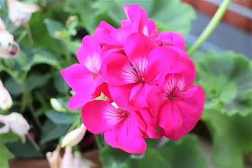 Leikkaa pelargoniat syksyllä - 1×1 leikkausta